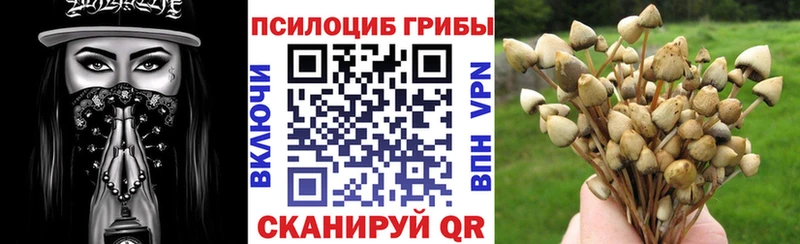 где можно купить наркотик  Мышкин  Галлюциногенные грибы Magic Shrooms 